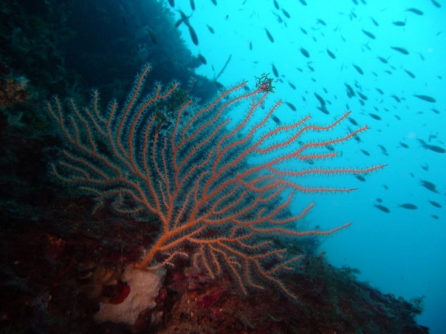 nel rosso dei coralli